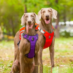 dog supplies accessories are for dogs self carrying large dog backpacks portable pet dog backpacks towing ropes for outdoor use