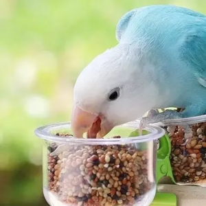 parrot food bowl feeder cup with clip small pet bird feeder water bowl bird cage feeder pet feeding basin bracket accessories