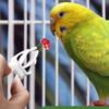 1pcs birds food holder pet parrot feeding fruit vegtable clip cuttlefish bone feeder device pin clamp bird cage accessories