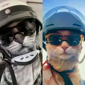 cat dog cute animal balaclava motorcycle motocross ski snowboard hat helmet liner biker neck warmer face cap cycling headgear