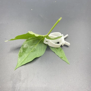 cockatiel budgie cage accessories pet small animals fruit cuttlebone clip feeding clamp parrot feeder bird food holders