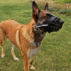 dog mouth mask, anti bite, barking, and indiscriminate eating. medium to large dog mask, golden fur anti barking device, pet dog