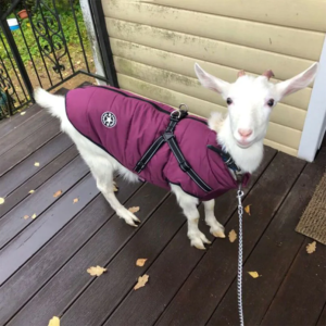 puppy clothes winter dog coat jacket for small medium dog reflective costume pet apparel chihuahua french bulldog pug outfits