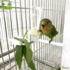 cockatiel budgie plastic vegetable cage accessories pet bird food holders feeding clamp parrot feeder cuttlebone clip