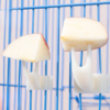 1 pcs bird parrot fruit fork pet supplies plastic food rack cage feeding pet supplies fruit snack fork bird cage accessories