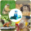 hamster water bottle small animal accessories automatic feeding device food container pet drinking bottles